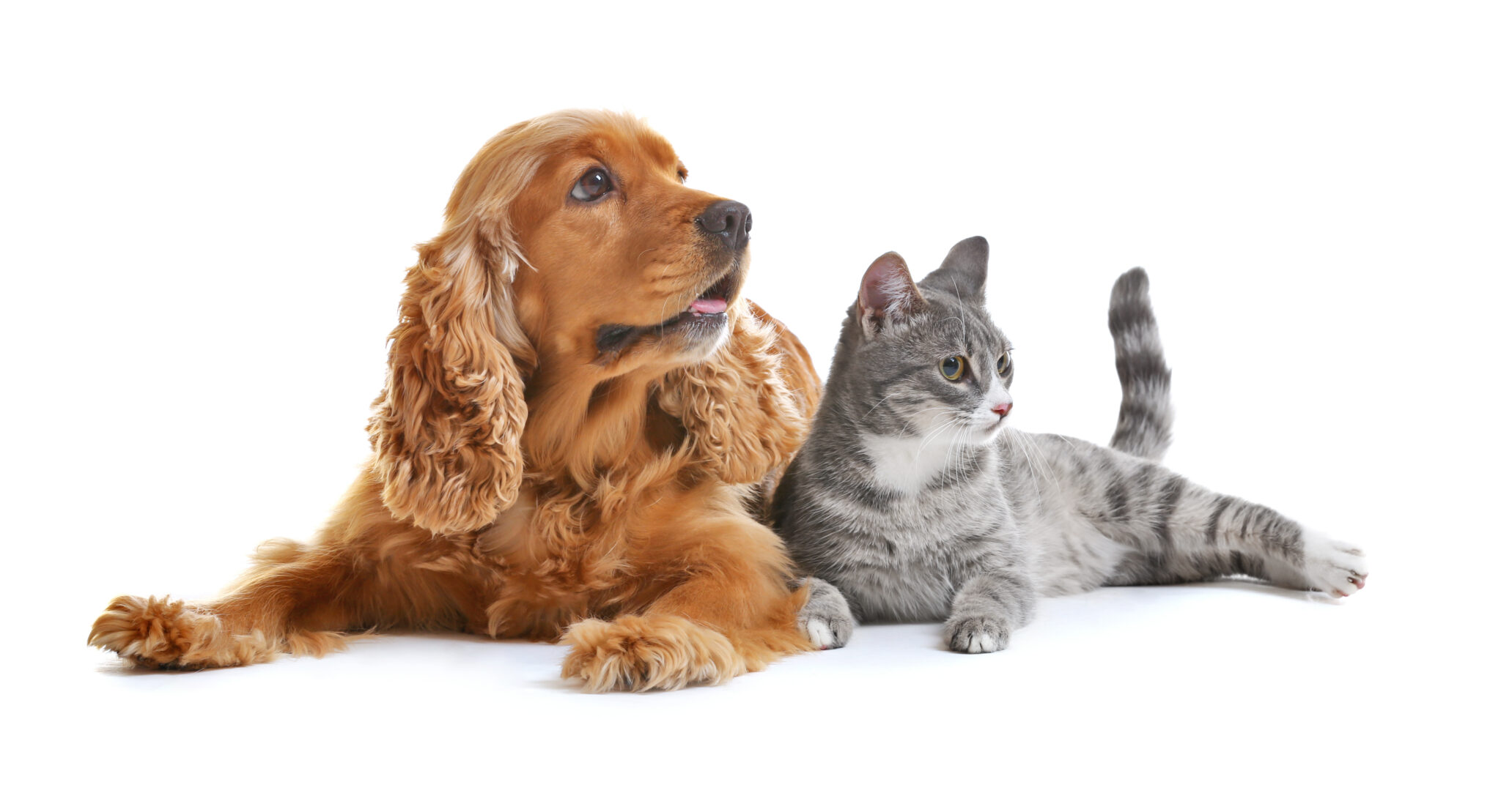 Shared Diseases Between Cats and Dogs - ATX Animal Clinic