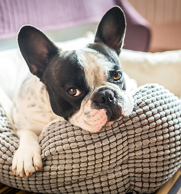 french bulldog in dog bed