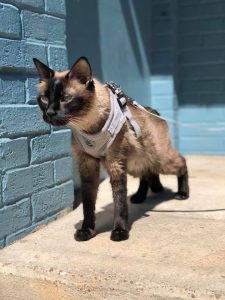 Senior cat on a harness and leashed 