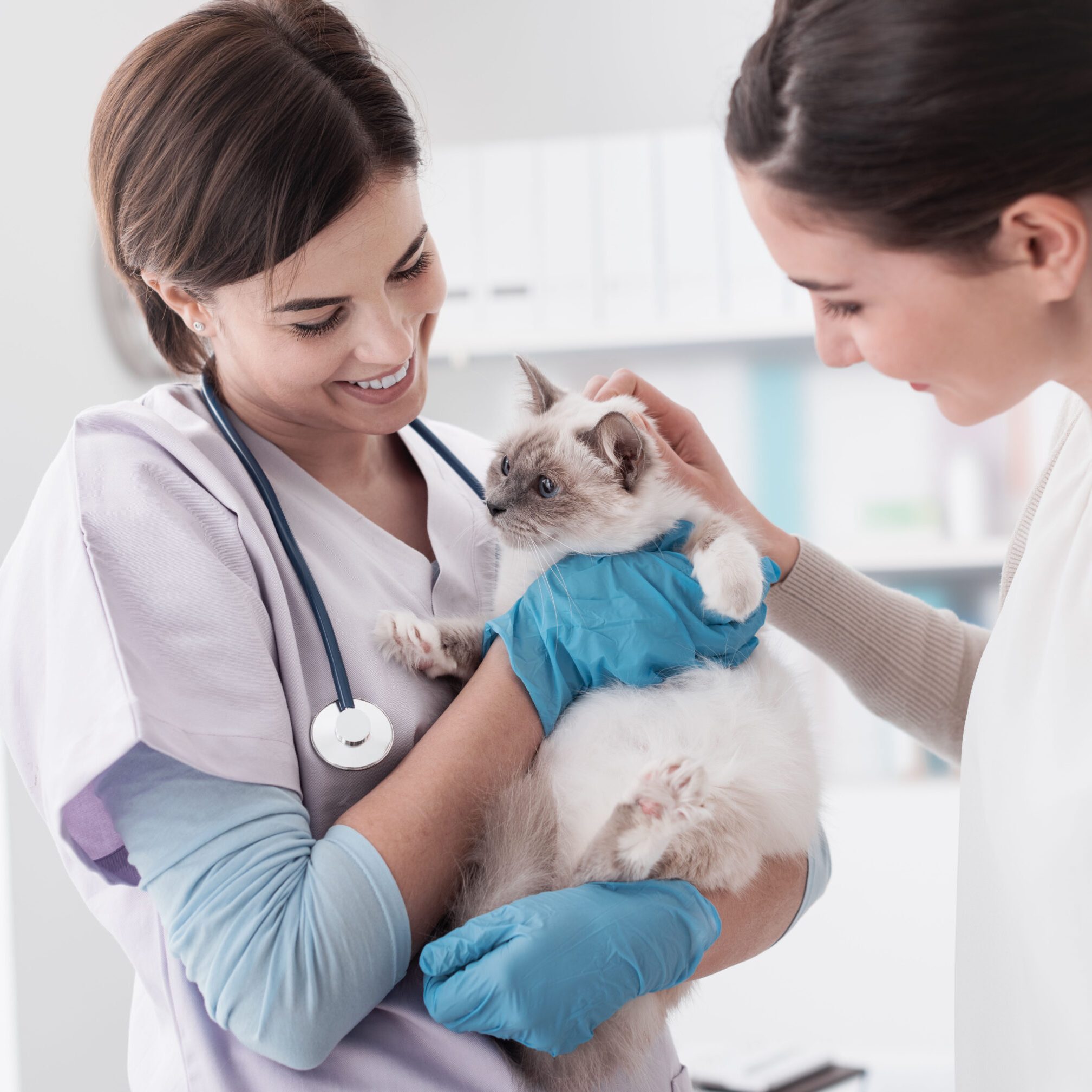 Woman veterinarian holding siamese cat with another woman